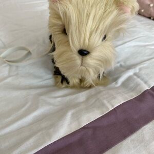 American Girl Yorkie Plush Toy